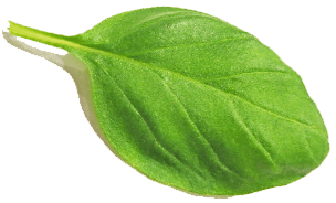 Mentha piperita leaf