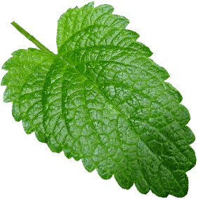 Mentha piperita leaf