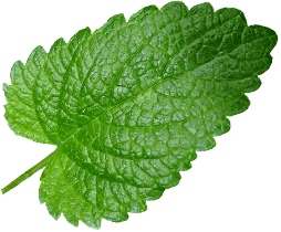 Mentha piperita leaf